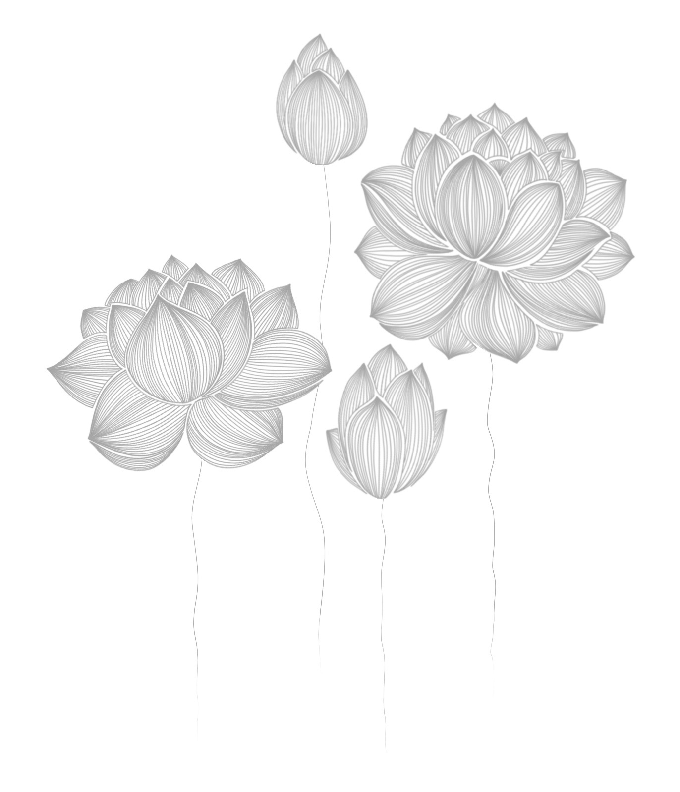 Lotus illustration for padmaspace